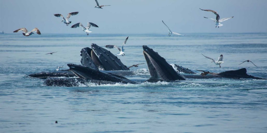 Bultrug walvissen: meer dan de som der delen